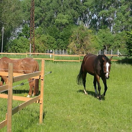 Ferienpark Aparthotel Seeland Schadeleben エクステリア 写真